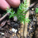 Thumbnail of Asparagus fern