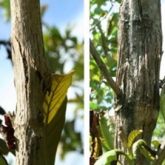 Pink disease stem canker on teak showing sunken lesions (left) and bark swelling and splitting (right)