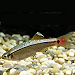 white cloud minnow 