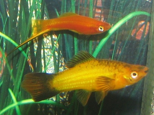 Male and female swordtail