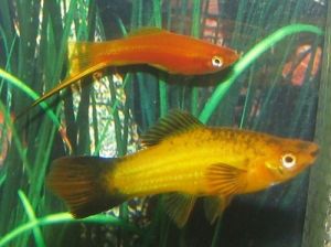 Swordtails