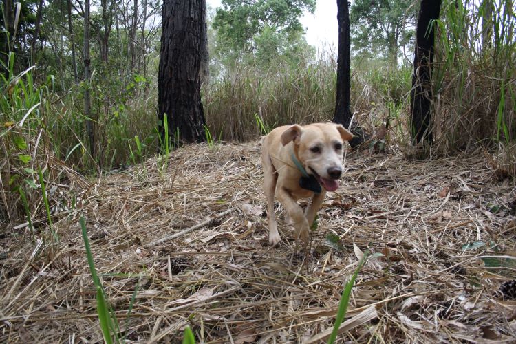 Electric ant odour detection dog