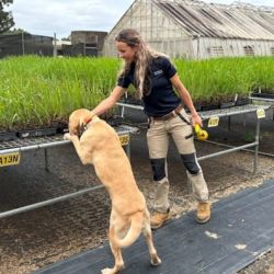 Electric ant odour detection dog