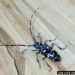 Thumbnail of Exotic longhorned beetles