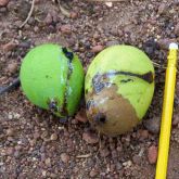 Sap from larval entry hole forming dark stains on the side of infested mango