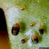 Eggs, adults and nymphs of southern red mite