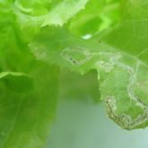 Vegetable leafminer mines on hydroponic lettuce leaves. Tunnels can contain insect faeces that looks like a blackened stripe in the trails.