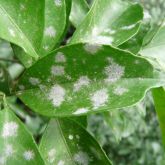 Citrus powdery mildew on leaves