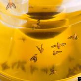 Mediterranean fruit fly caught in a fruit fly trap