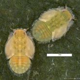 Tomato-potato psyllid nymphs
