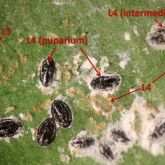Close-up of capsicum whitefly adults and nymphs; note the black fourth-stage (L4) nymphs
