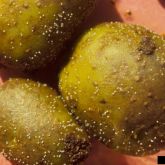 PCN Globodera pallida 5384262-LGPT Florida Division of Plant Industry- Florida Department of Agriculture and Consumer Services- Bugwood-org