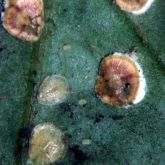 Nymph and adult pyriform scale insects