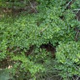 Bridal creeper infestation