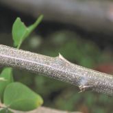 Madras thorn stem and thorns