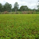 Salvinia infestation