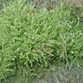 Bog moss plant