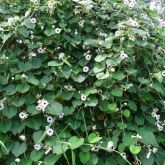 Elephant ear vine flowers and leaves