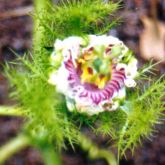 Stinking passion flower bloom