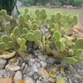 Bunny ears plant form