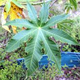 Castor oil plant leaf