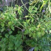 Snakeweed plant