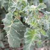 Tropical soda apple leaves showing spikes