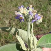 Wild tobacco weed flower