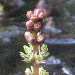 Thumbnail of Eurasian water milfoil