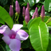 Thumbnail of Purple or ornamental rubber vine