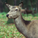 Thumbnail of Feral red deer