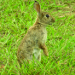 Thumbnail of Rabbit
