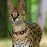 African serval