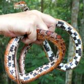 American corn snake different colour pattern