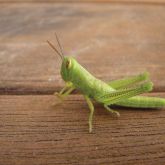 Green spur-throated locust nymph