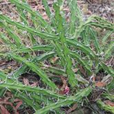 Harrisia cactus plant form without fruit