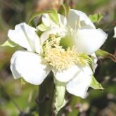 Harrisia cactus flower