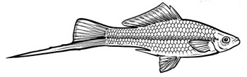 Male swordtail illustration