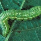 Green caterpillar with thin white longitudinal stripes