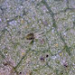 Two spotted spider mite 