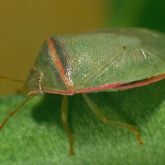 Green shield-shaped bug with red edges