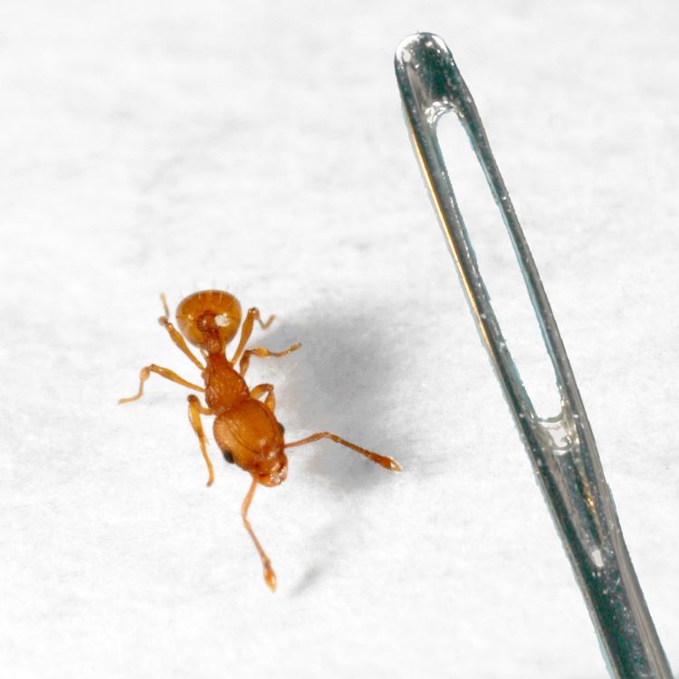 Electric ant size comparison to eye of a needle