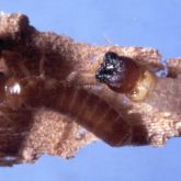 A West Indian drywood termite soldier and worker under the microscope.
