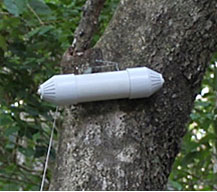 In-tree canopy trap