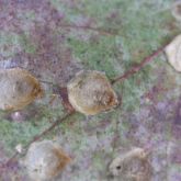 Lerps of creiis psyllids (<em>Creiis lituratus</em>) on eucalypt leaf