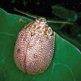 Eucalyptus tortoise beetle  (<em>Paropsis atomaria</em>) adult