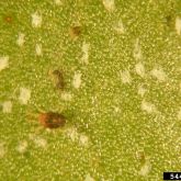 Multiple life stages of southern red mite, including shed white exosketetons from moulting 