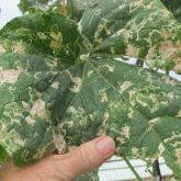 Significant vegetable leafminer damage on hydroponic cucumber leaves.