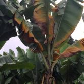 Advanced stage of infection - leaves wilt and collapse around pseudostem