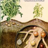 PCN Globodera rostochiensis 1356007-LGPT AD Cushmon - Nemapix picture set- Bugwood-org